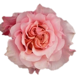 Mayra Flamingo Rose de jardin d'Equateur Ethiflora